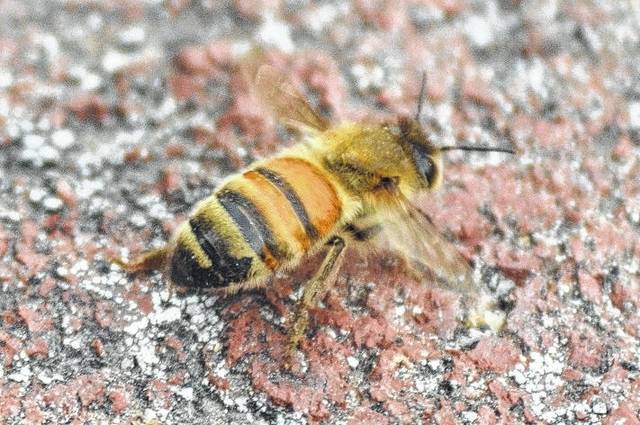 Bees Removed From Historic Hamlet Home Richmond County Daily Journal