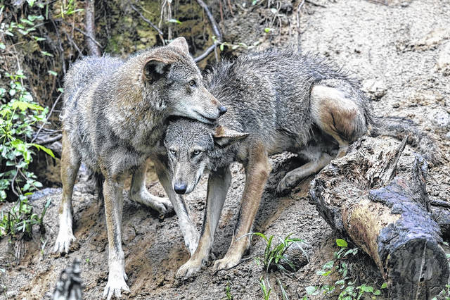 red wolf pair