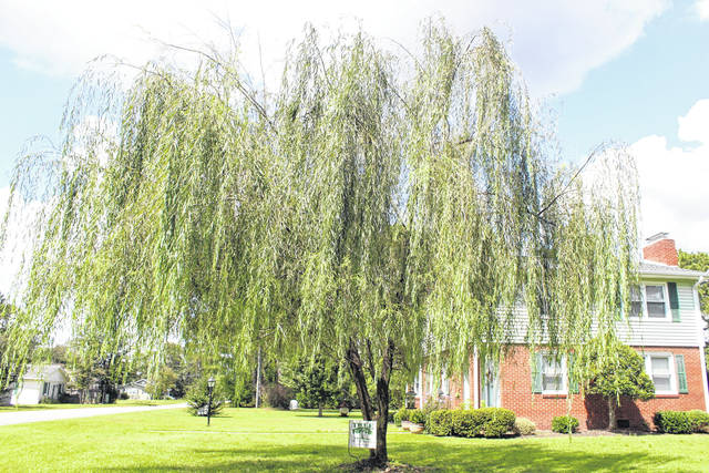 Meet the Trees: The Weeping Willow