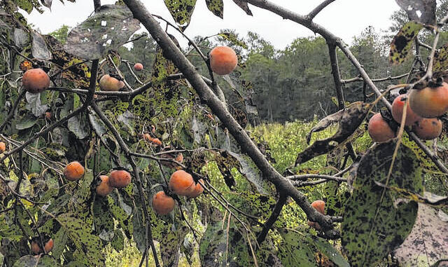  Photo courtesy of J.A. Bolton This year’s crop of persimmons is abundant. 